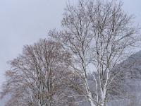 Frisch verschneite Bäume am westlichen Höhenweg Aschau